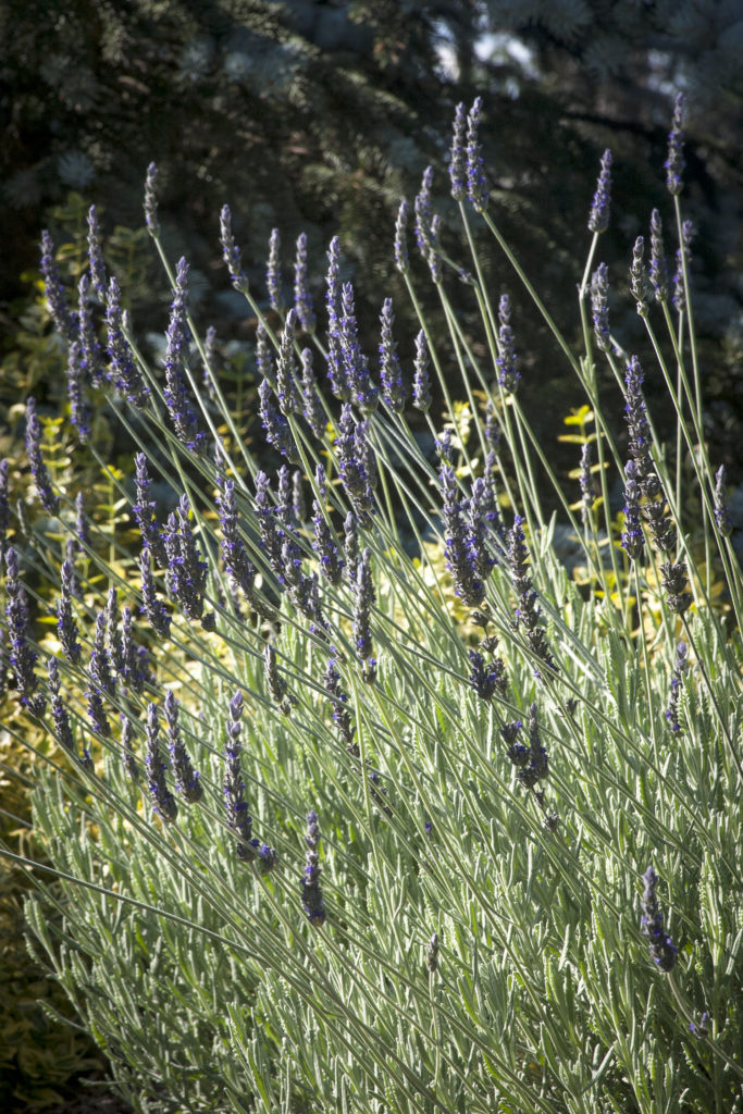 Lavender Goodwin Harlow Gardens