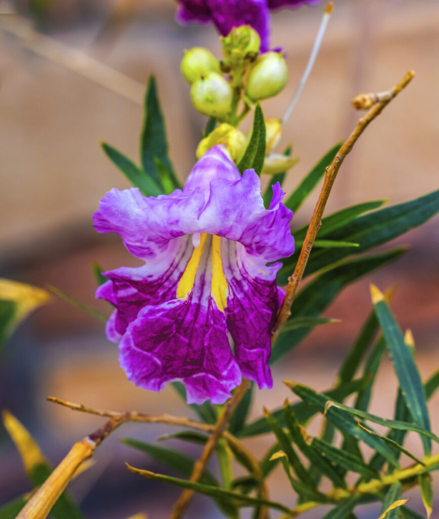 desert willow trees