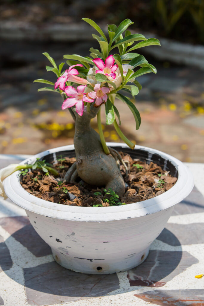 Desert Rose Plant
