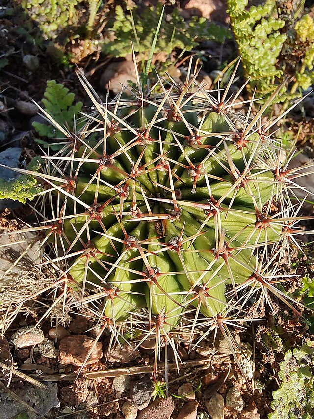 Easter Lily Cactus