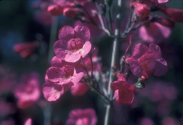 Parry's Penstemon