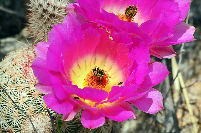 Trumpet Flower Cactus