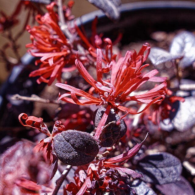 Loropetalum Chinense