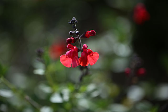 Salvia greggii, or Autumn Sage