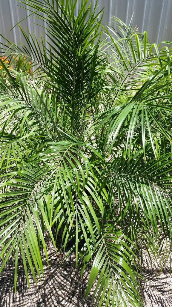 Pygmy Date Palm - Harlow Gardens