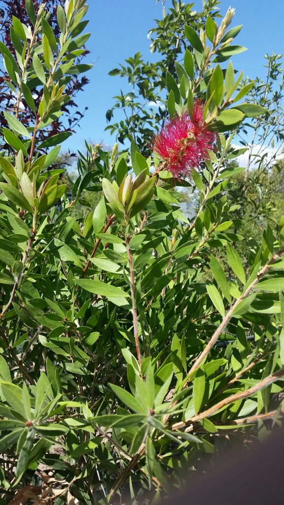 Bottle Brush Lemon Harlow Gardens