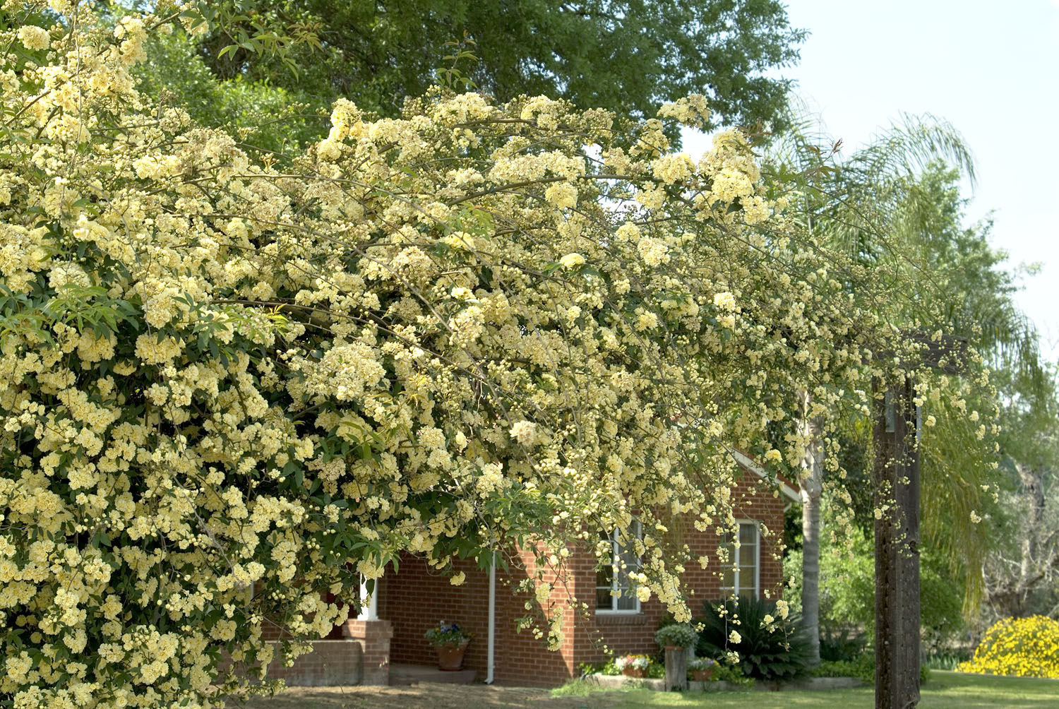 Lady Banks Rose 'Yellow'   Harlow Gardens