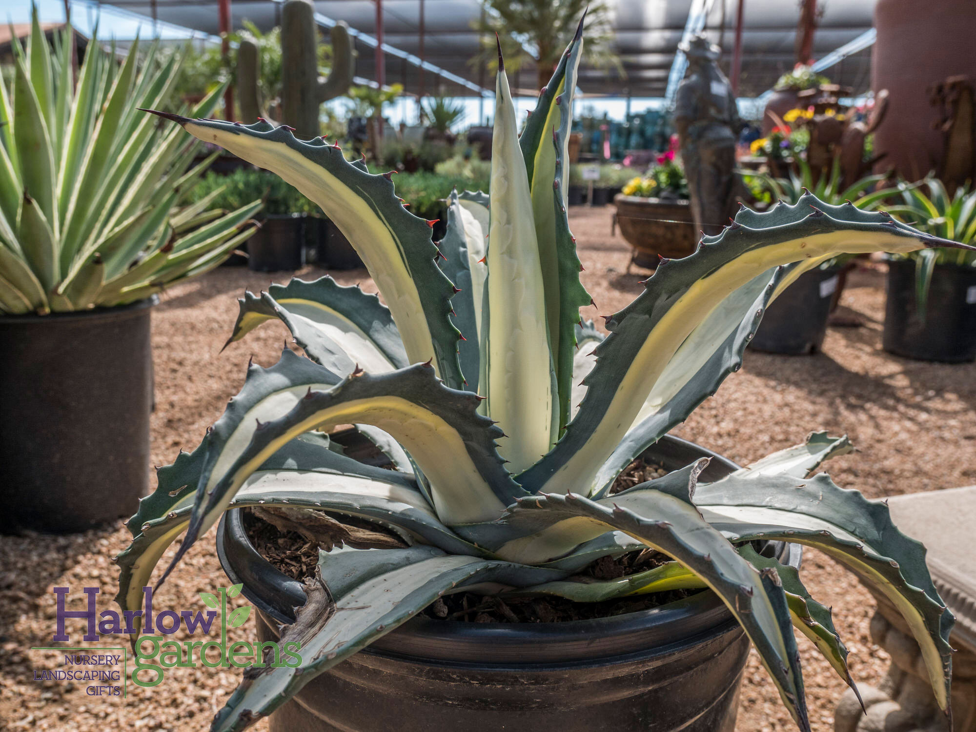 Agave Mediopicta for sale at Harlow Gardens Tucson.