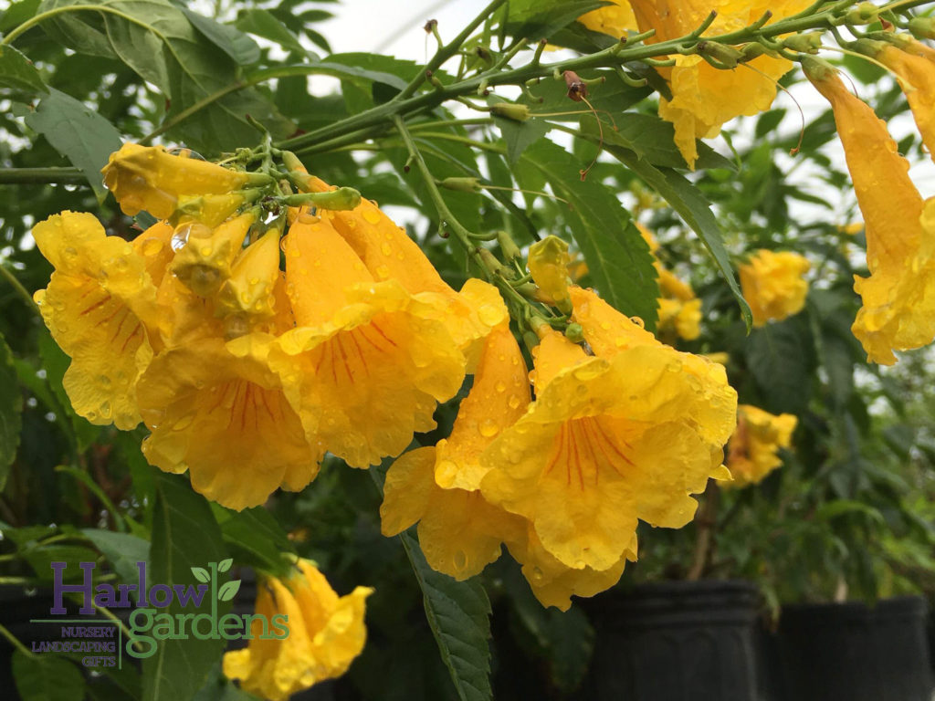 Tecoma Yellow Bells - Harlow Gardens