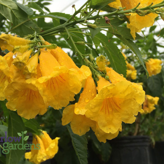 Yellow Bells for sale at Harlow Gardens Tucson.
