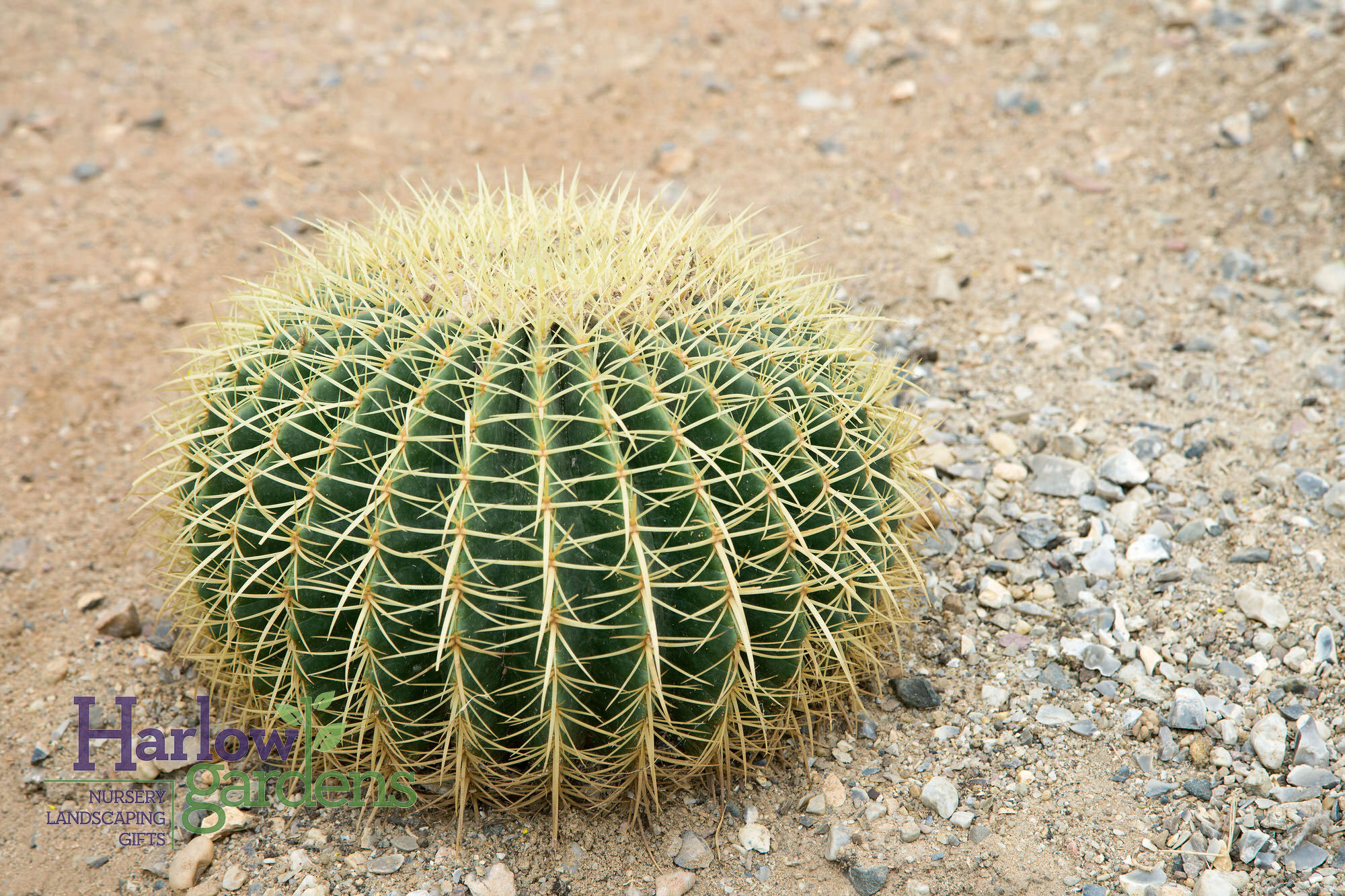 Barrel Cactus for sale at Harlow Gardens Tucson.
