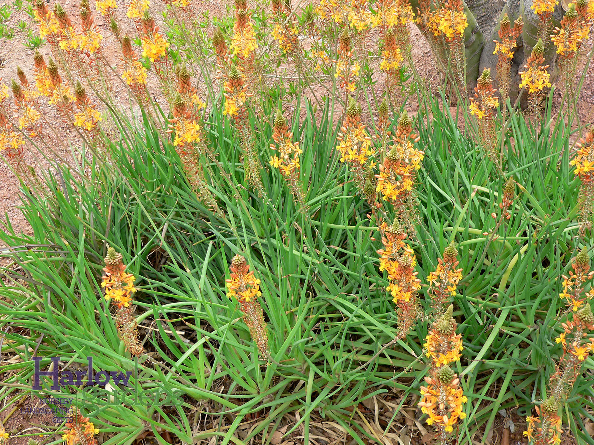 Bulbine for sale at Harlow Gardens Tucson.