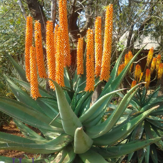 Cape Aloe for sale at Harlow Gardens Tucson.