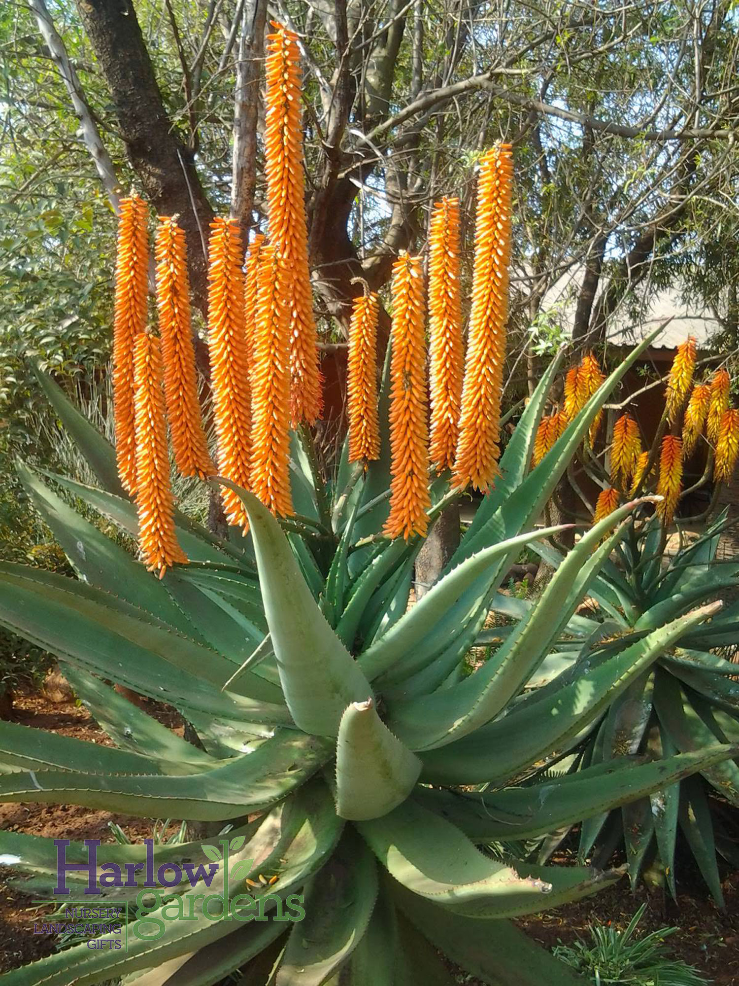 Cape Aloe for sale at Harlow Gardens Tucson.
