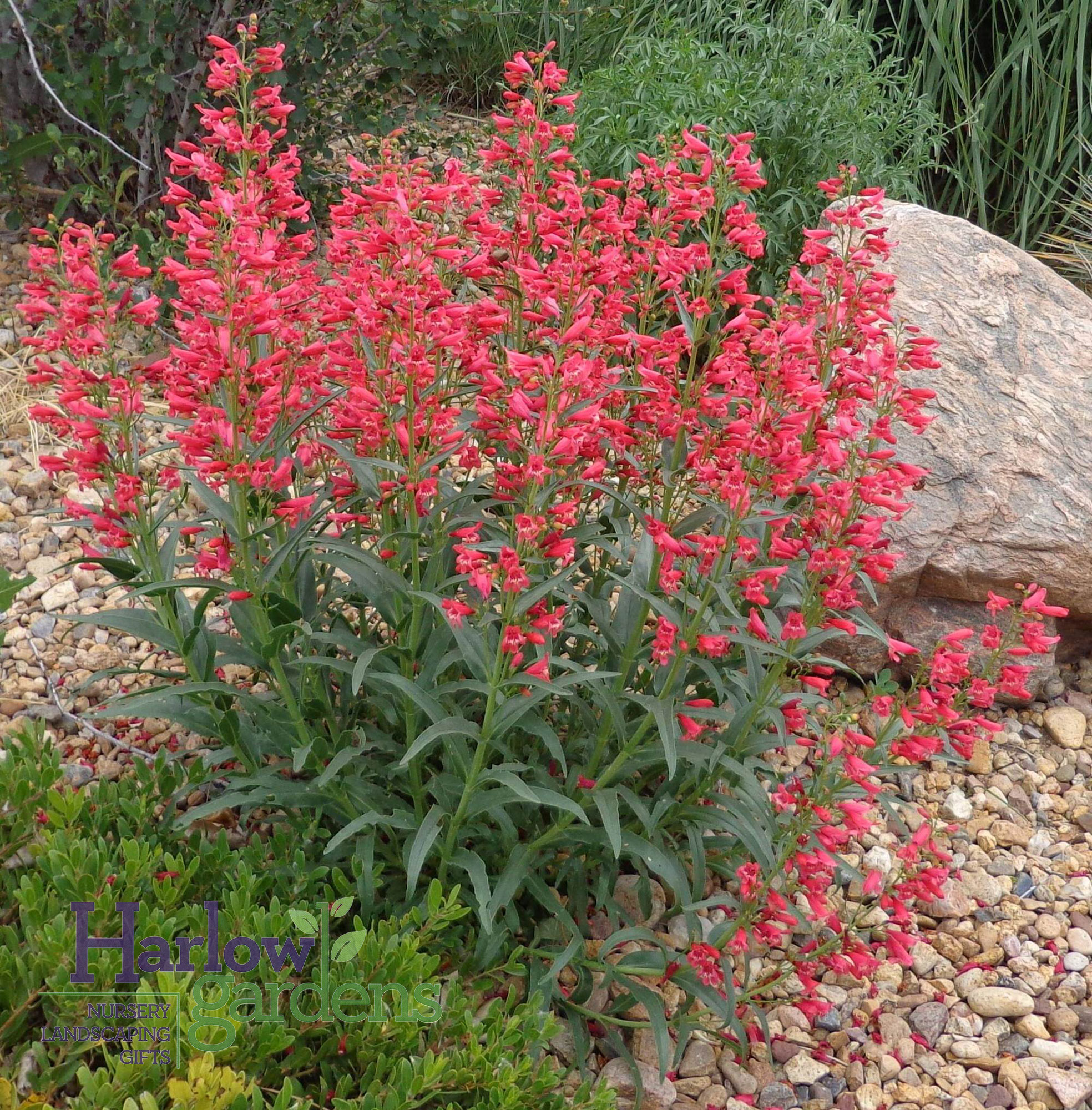 Coral Penstemon for sale at Harlow Gardens Tucson.