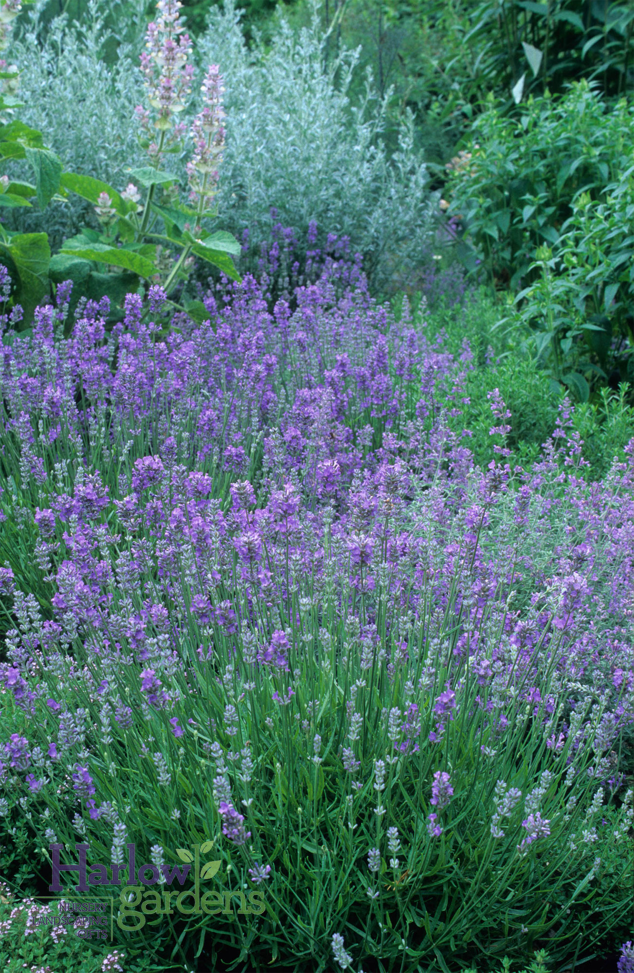 English Lavender for sale at Harlow Gardens Tucson.