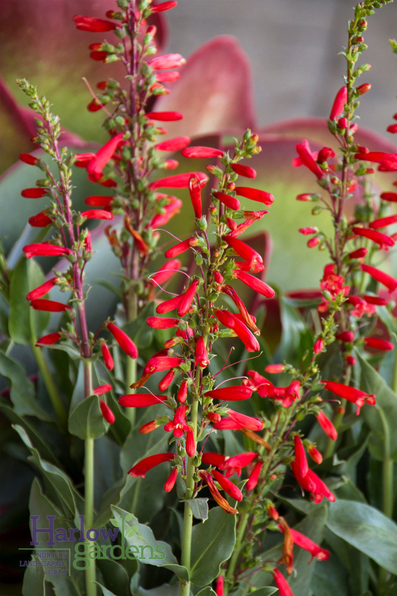 Penstemon Firecracker - Harlow Gardens