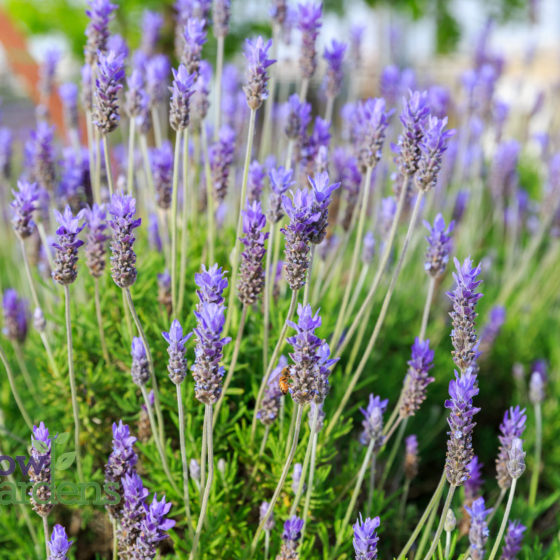 French Lavender for sale at Harlow Gardens Tucson.