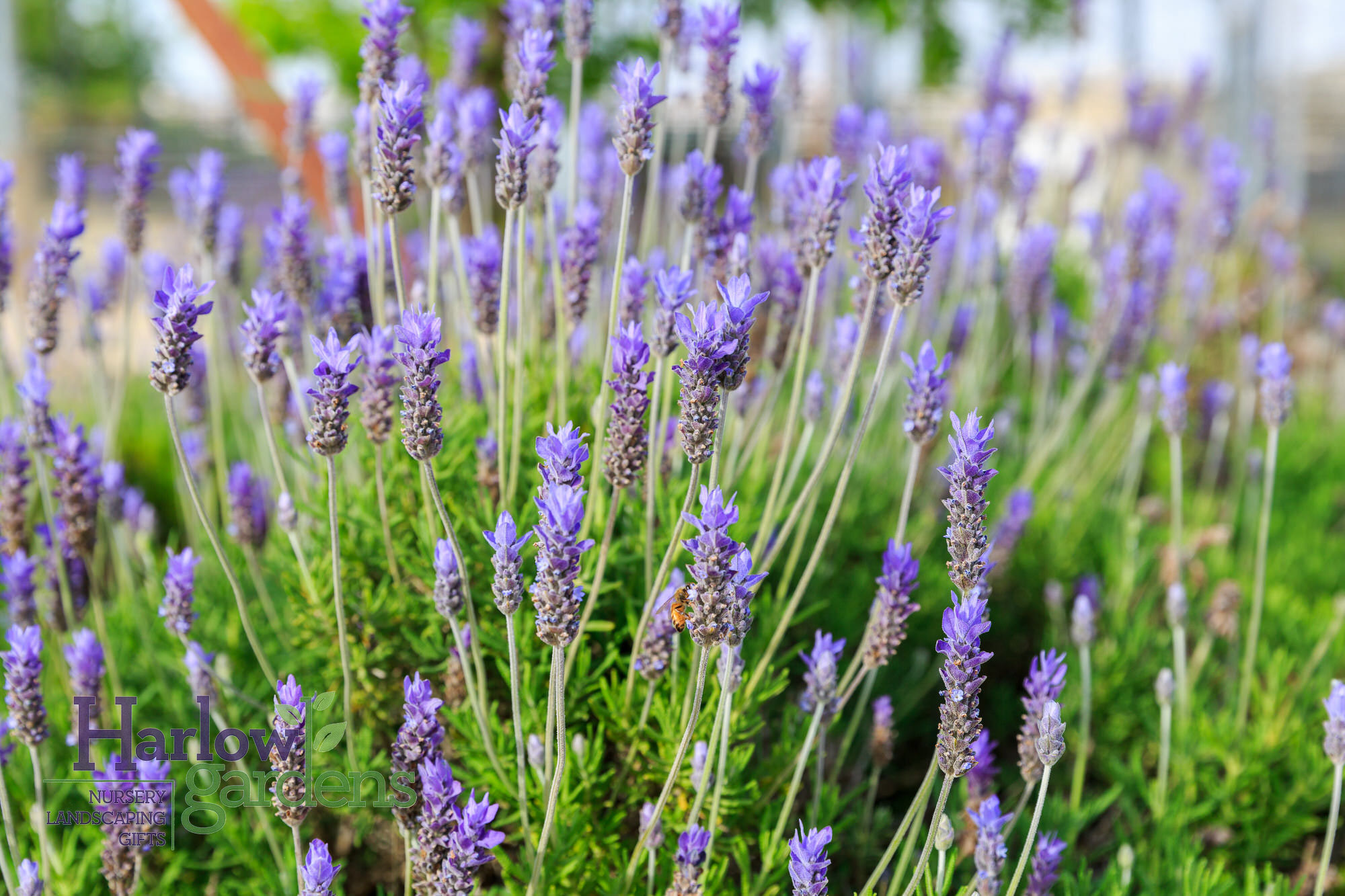 French Lavender for sale at Harlow Gardens Tucson.