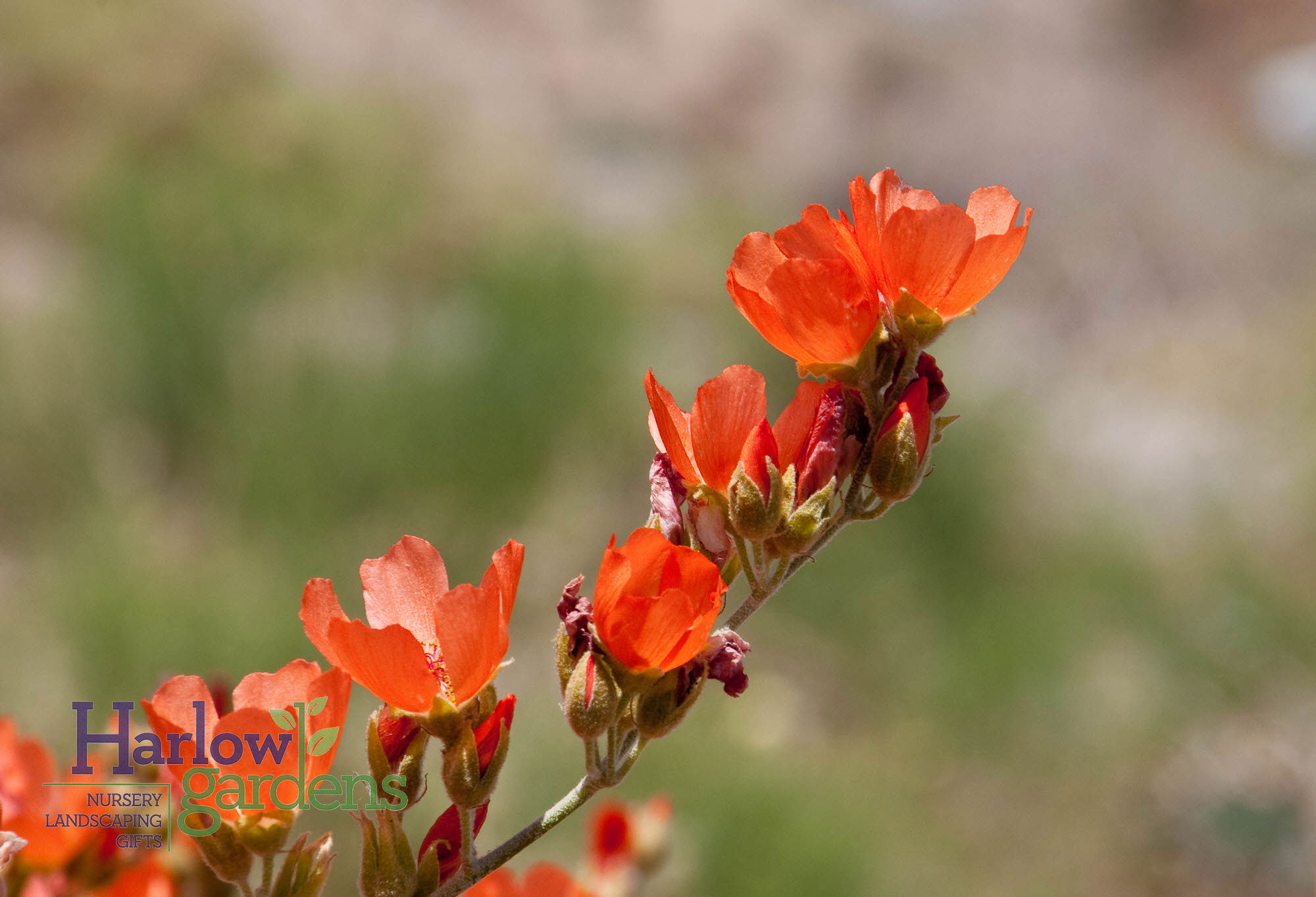Globe Mallow for sale at Harlow Gardens Tucson.