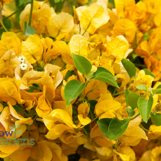 Gold Rush Bougainvillea for sale at Harlow Gardens Tucson.