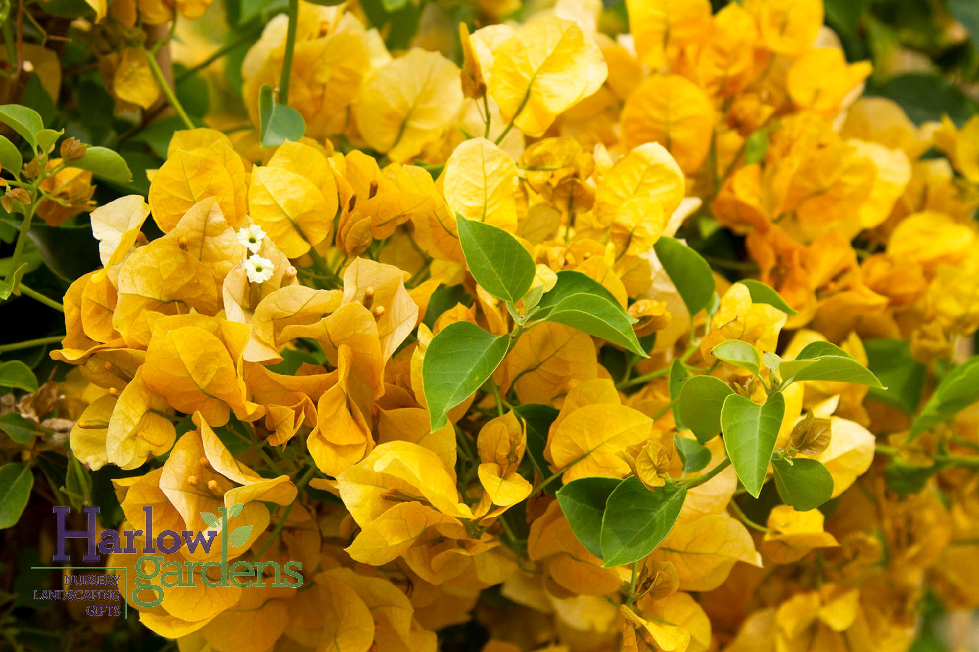 Gold Rush Bougainvillea for sale at Harlow Gardens Tucson.