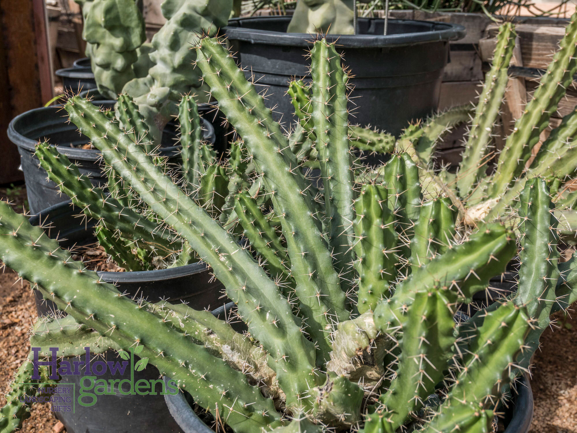 Lady Finger Cactus for sale at Harlow Gardens Tucson.