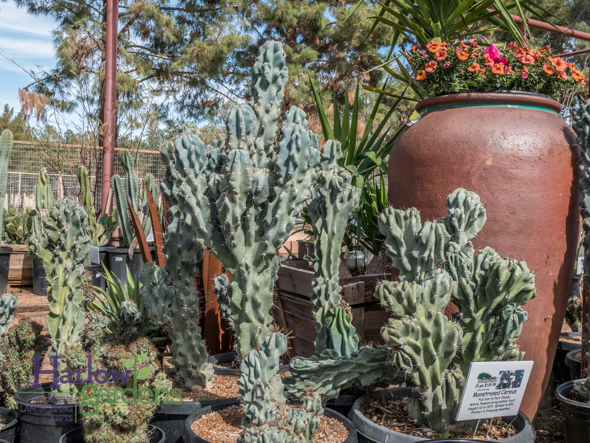 Monstrosed Cereus for sale at Harlow Gardens Tucson.