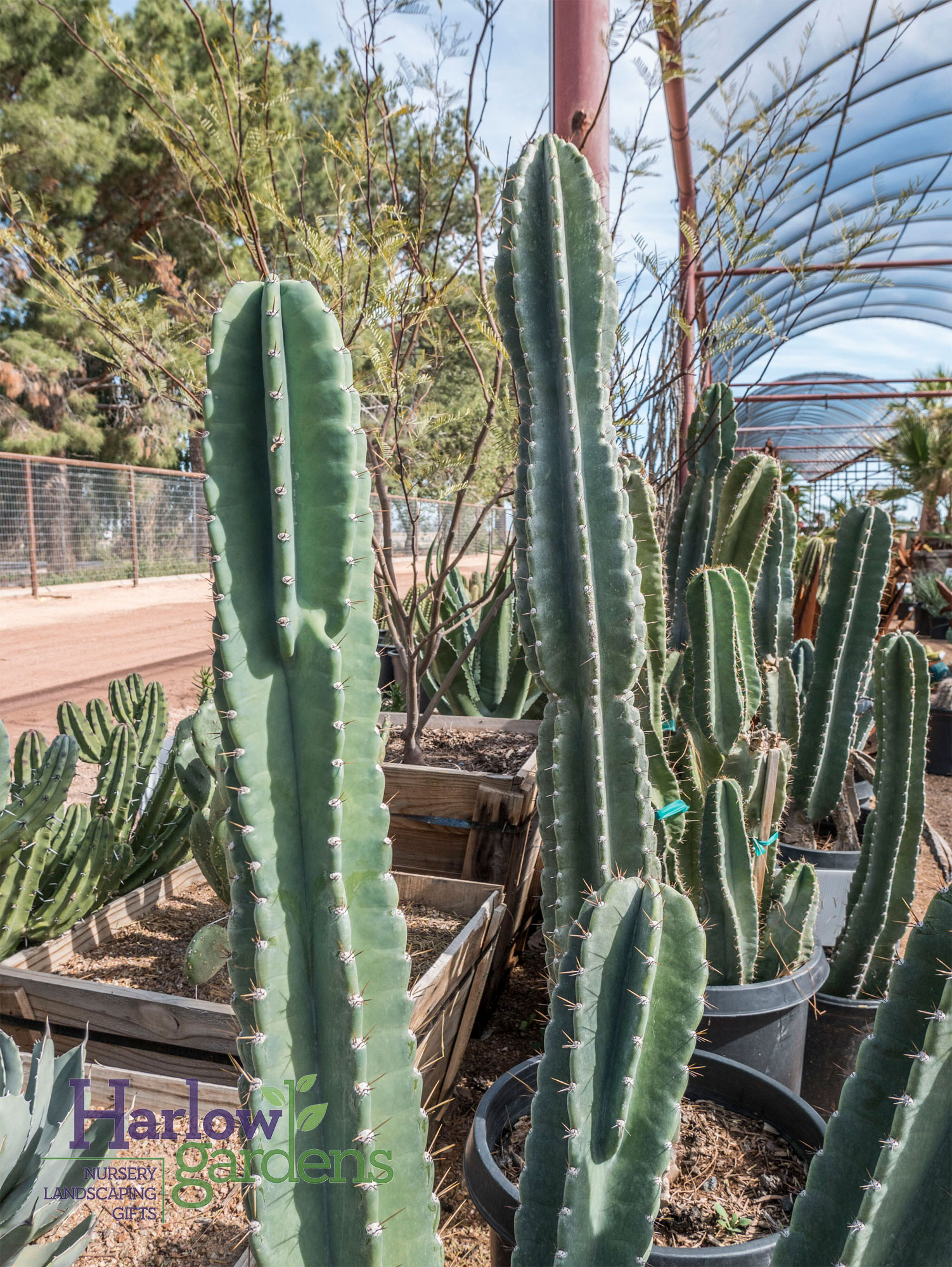 Peruvian Apple Cactus for sale at Harlow Gardens Tucson.