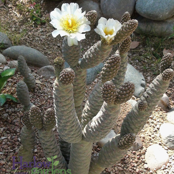 Pine Cone Cactus for sale at Harlow Gardens Tucson.