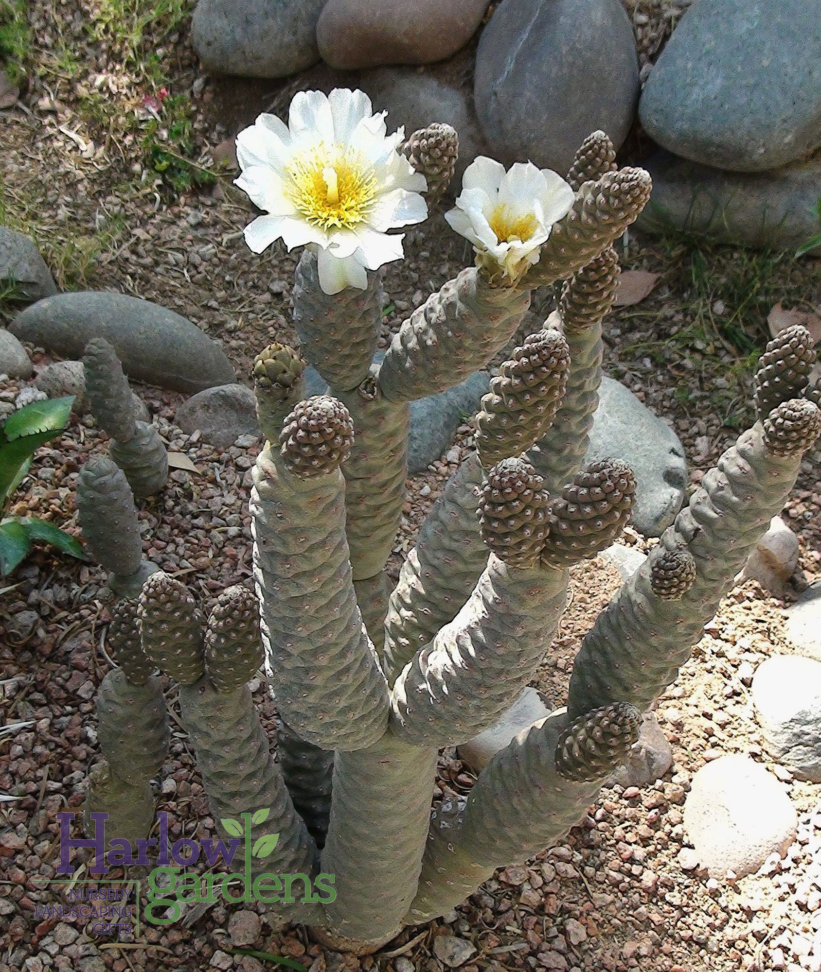 Pine Cone Cactus for sale at Harlow Gardens Tucson.