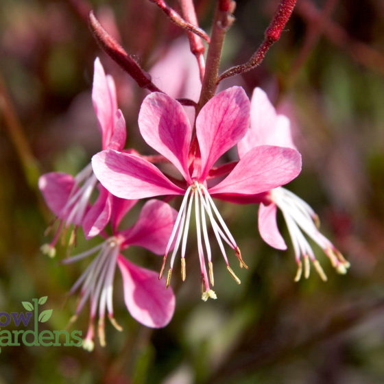 Pink Cloud Gaura for sale at Harlow Gardens Tucson.