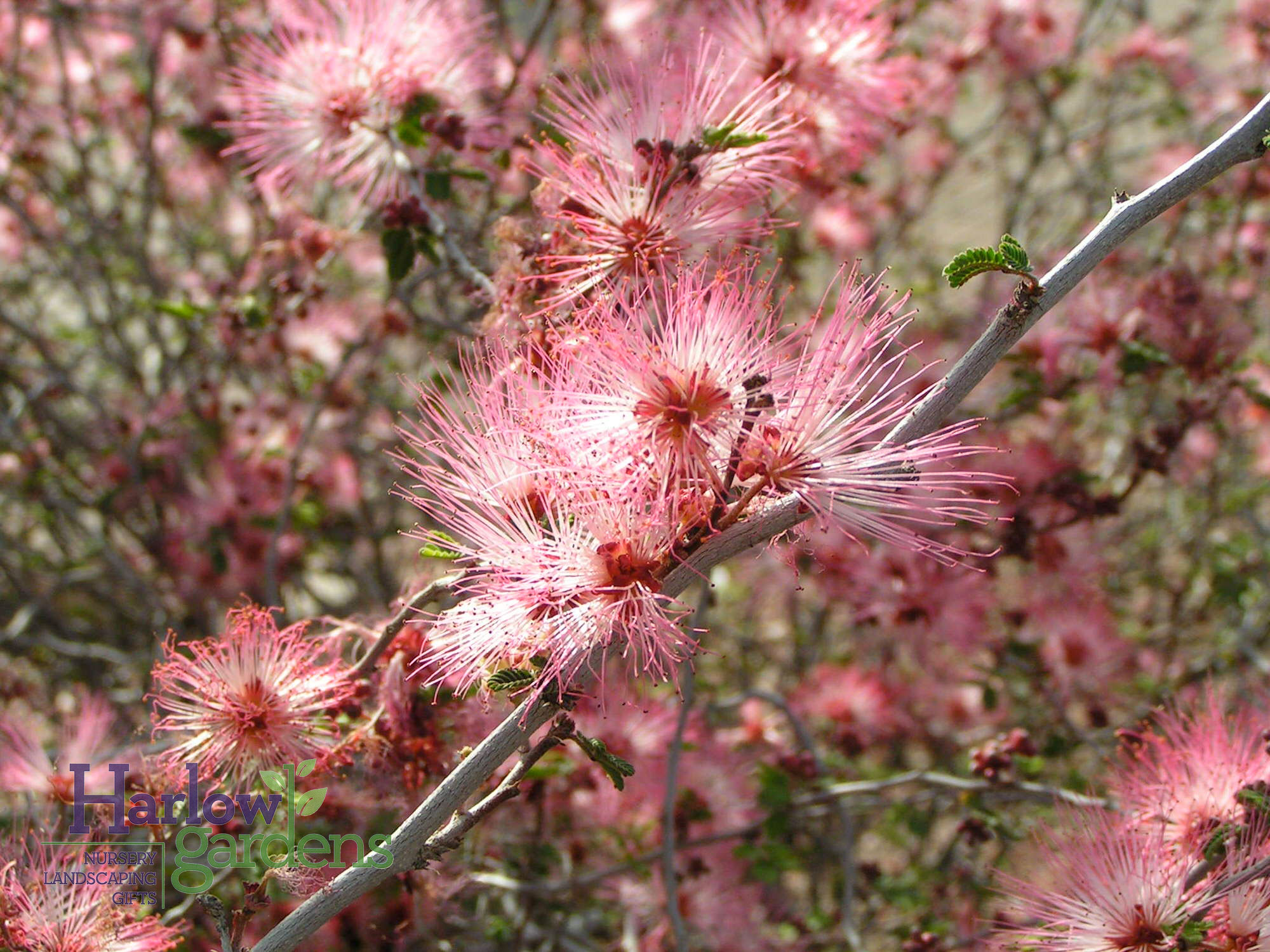 Pink Fairy Duster for sale at Harlow Gardens Tucson.