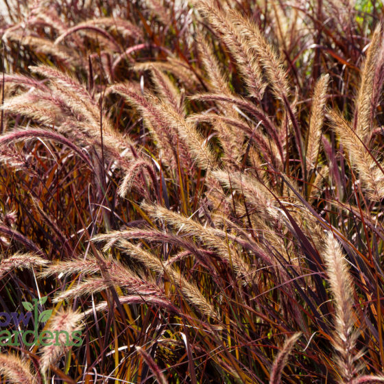 Purple Fountain Grass for sale at Harlow Gardens Tucson.