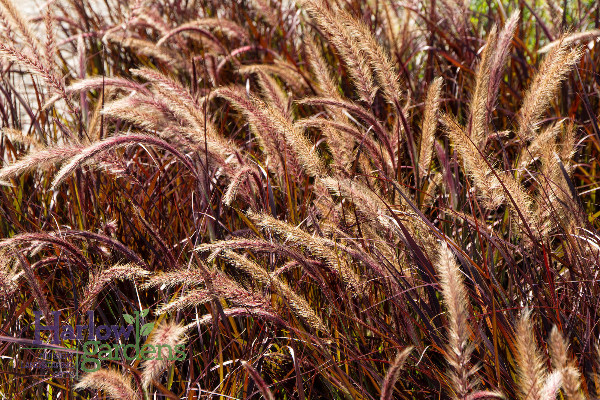 Purple Fountain Grass for sale at Harlow Gardens Tucson.