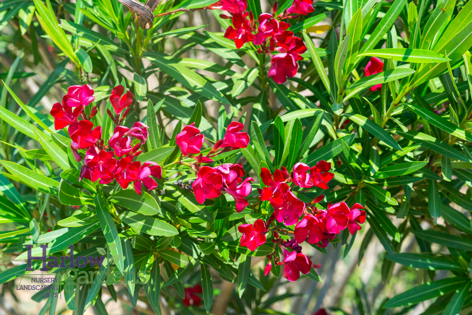Red Common Oleander for sale at Harlow Gardens Tucson.