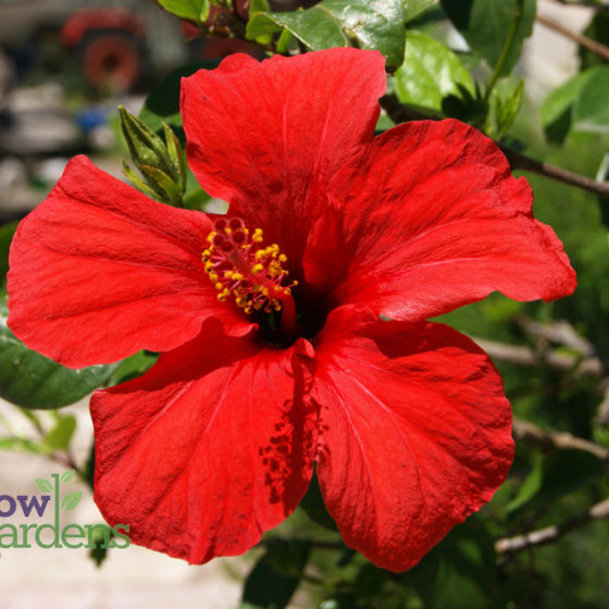 Red Hibiscus for sale at Harlow Gardens Tucson.