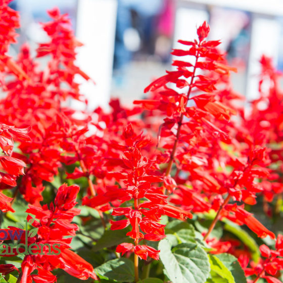 Red Salvia for sale at Harlow Gardens Tucson.