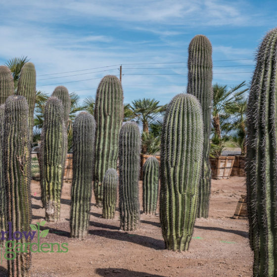 Saguaro for sale at Harlow Gardens Tucson.