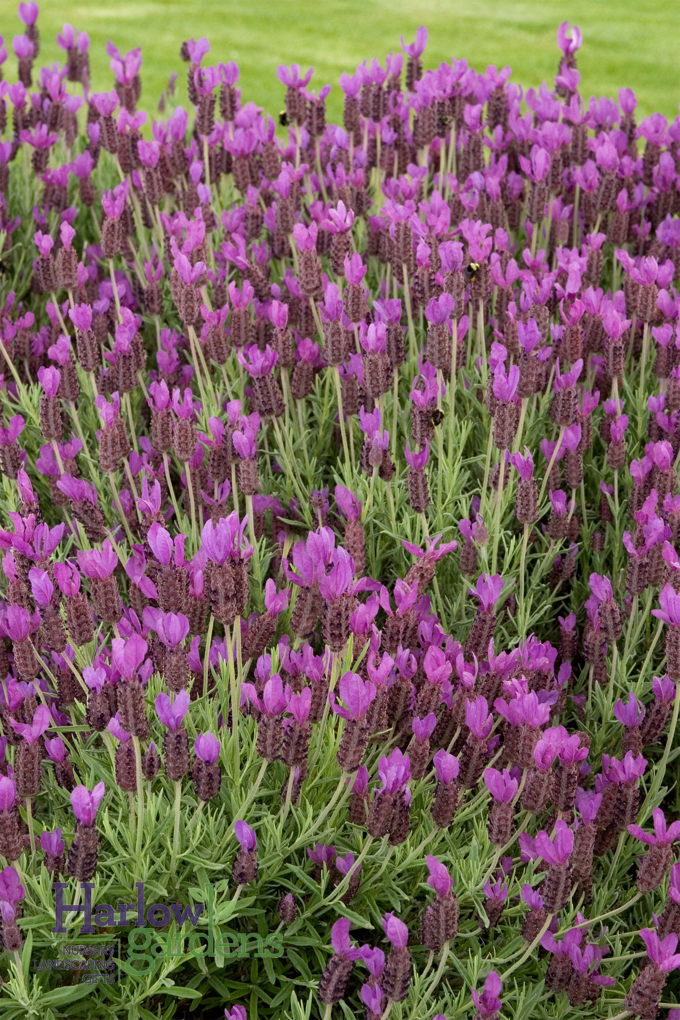 Spanish Lavender for sale at Harlow Gardens Tucson.