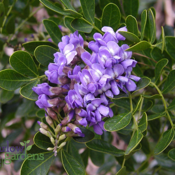 Texas Mountain Laurel for sale at Harlow Gardens Tucson.