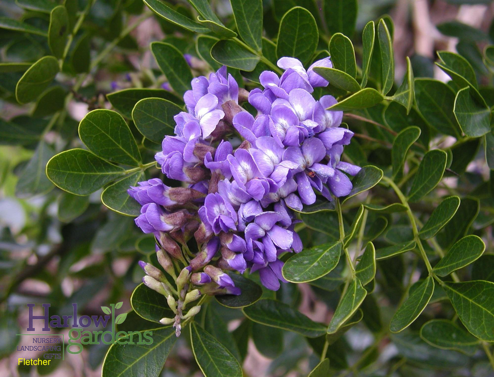 Texas Mountain Laurel for sale at Harlow Gardens Tucson.
