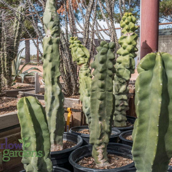 Totem Pole Cactus for sale at Harlow Gardens Tucson.