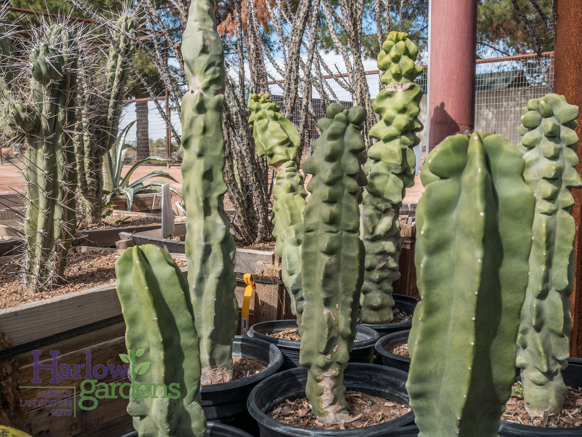 Totem Pole Cactus for sale at Harlow Gardens Tucson.