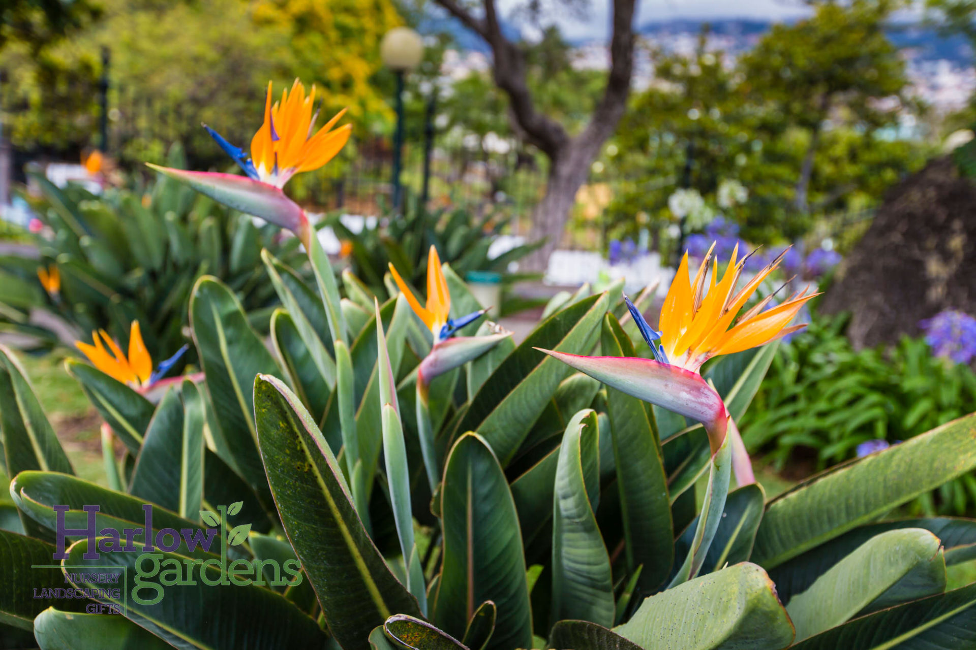 Bird of Paradise Tropical - Harlow Gardens