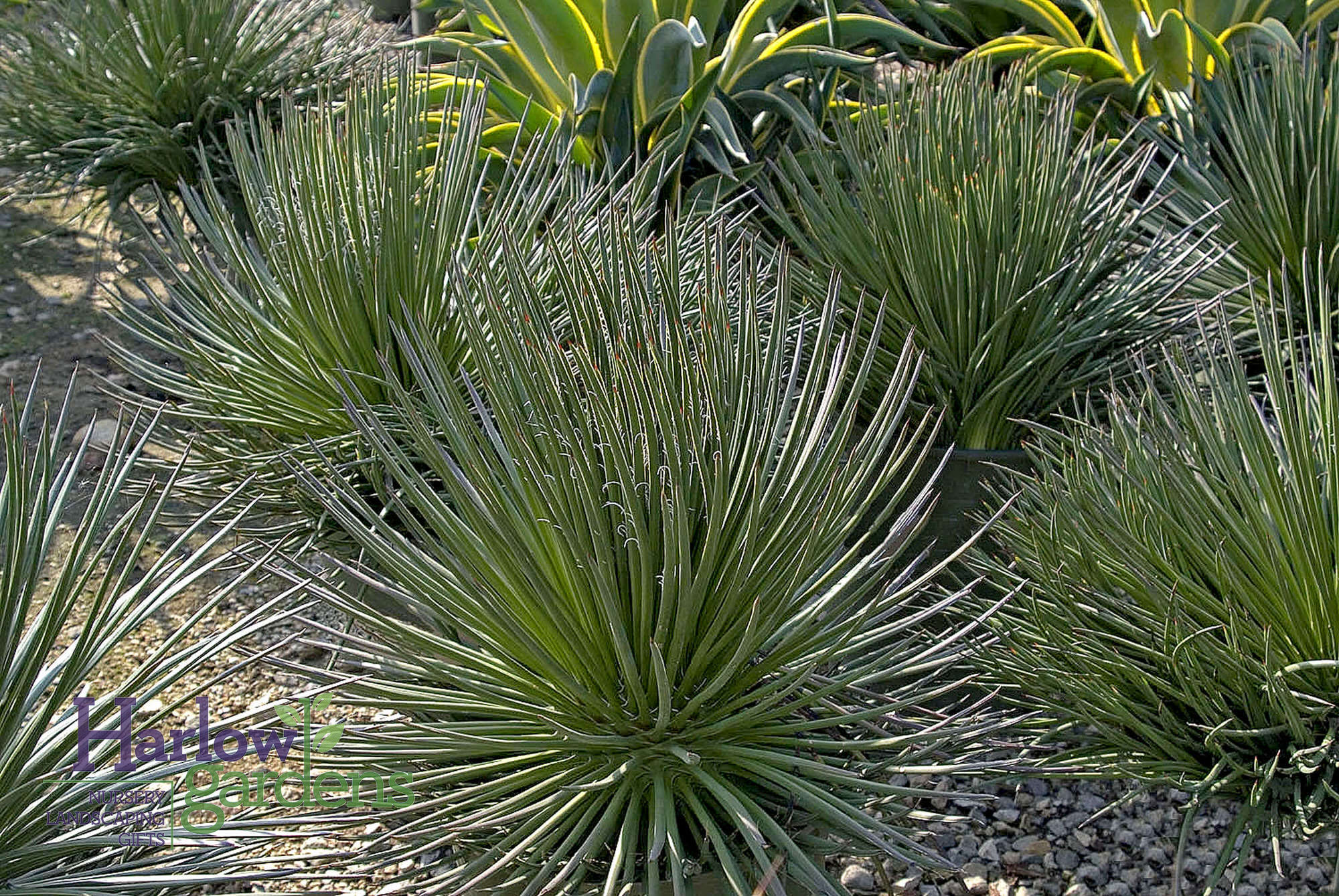 Twin Flower Agave for sale at Harlow Gardens Tucson.