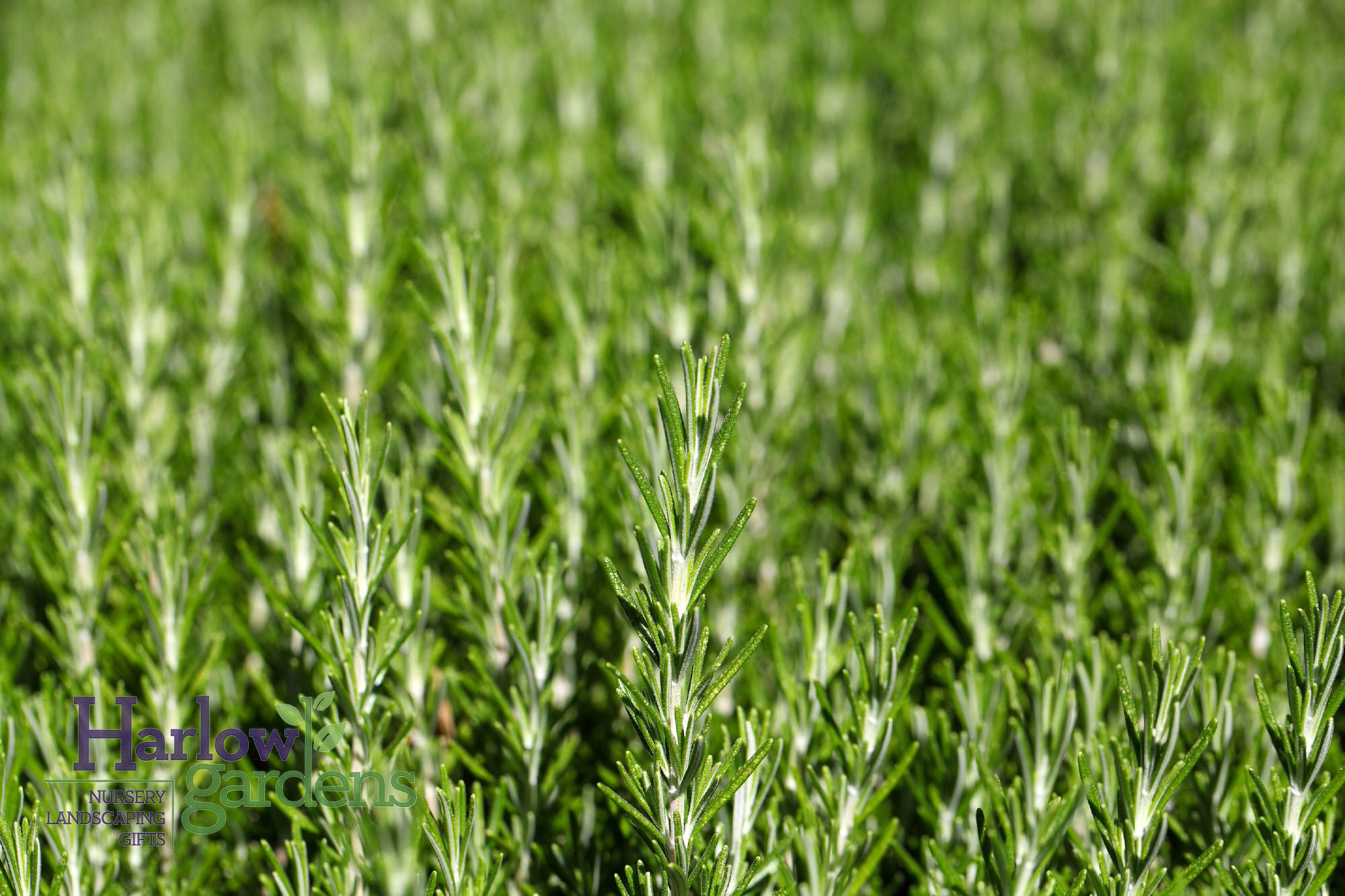 Upright Rosemary for sale at Harlow Gardens Tucson.