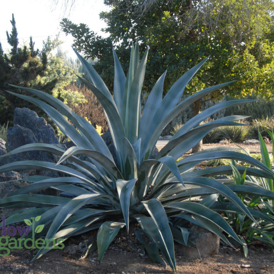 Weber Agave for sale at Harlow Gardens Tucson.