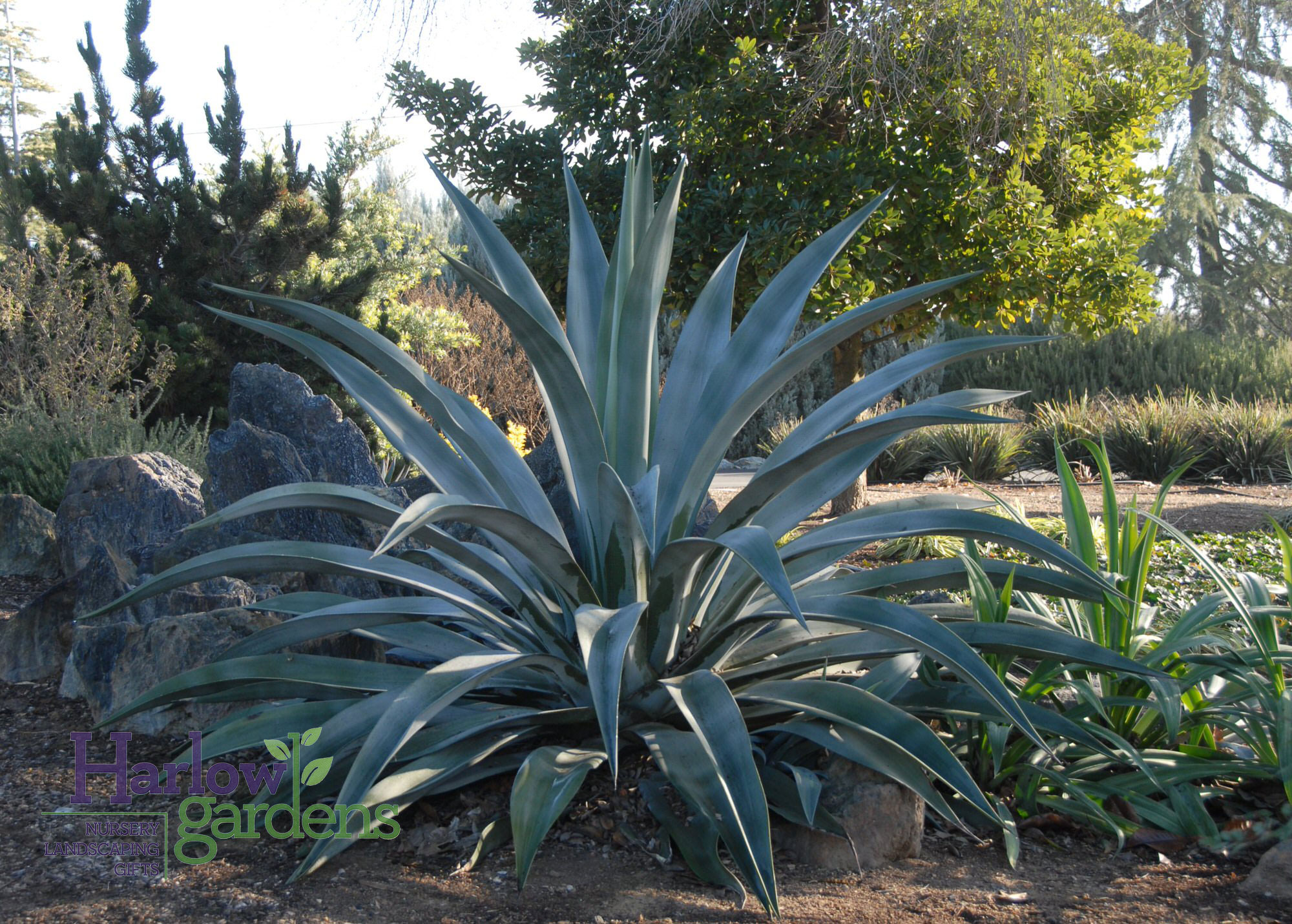 Weber Agave for sale at Harlow Gardens Tucson.