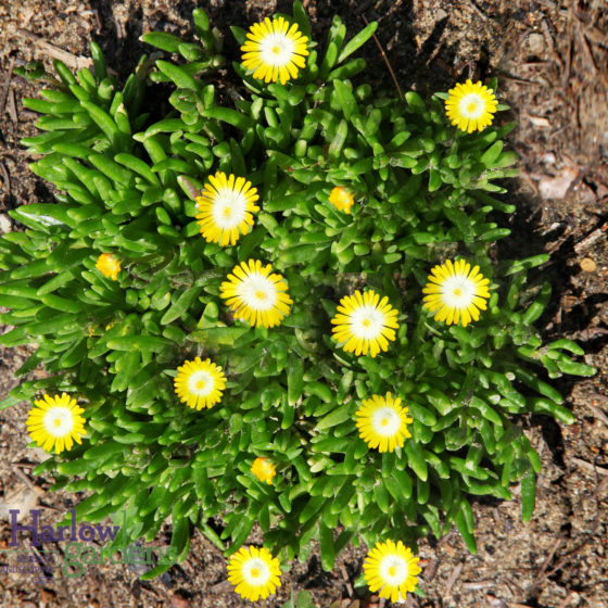 Yellow Ice Plant for sale at Harlow Gardens Tucson.